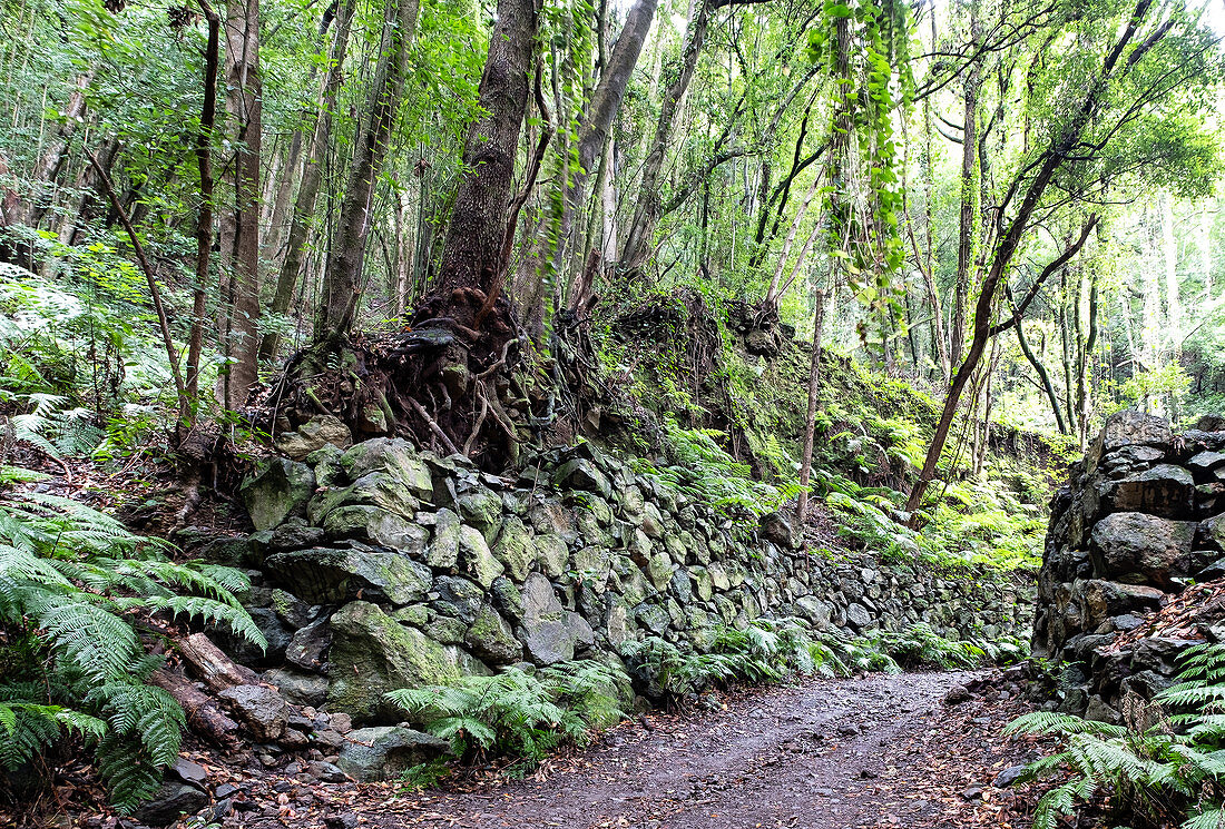 Steinwall eines Wanderweges im Lorbeerwald Los Tilos, UNESCO Biosphärenreservat, La Palma, Kanarische Inseln, Spanien, Europa