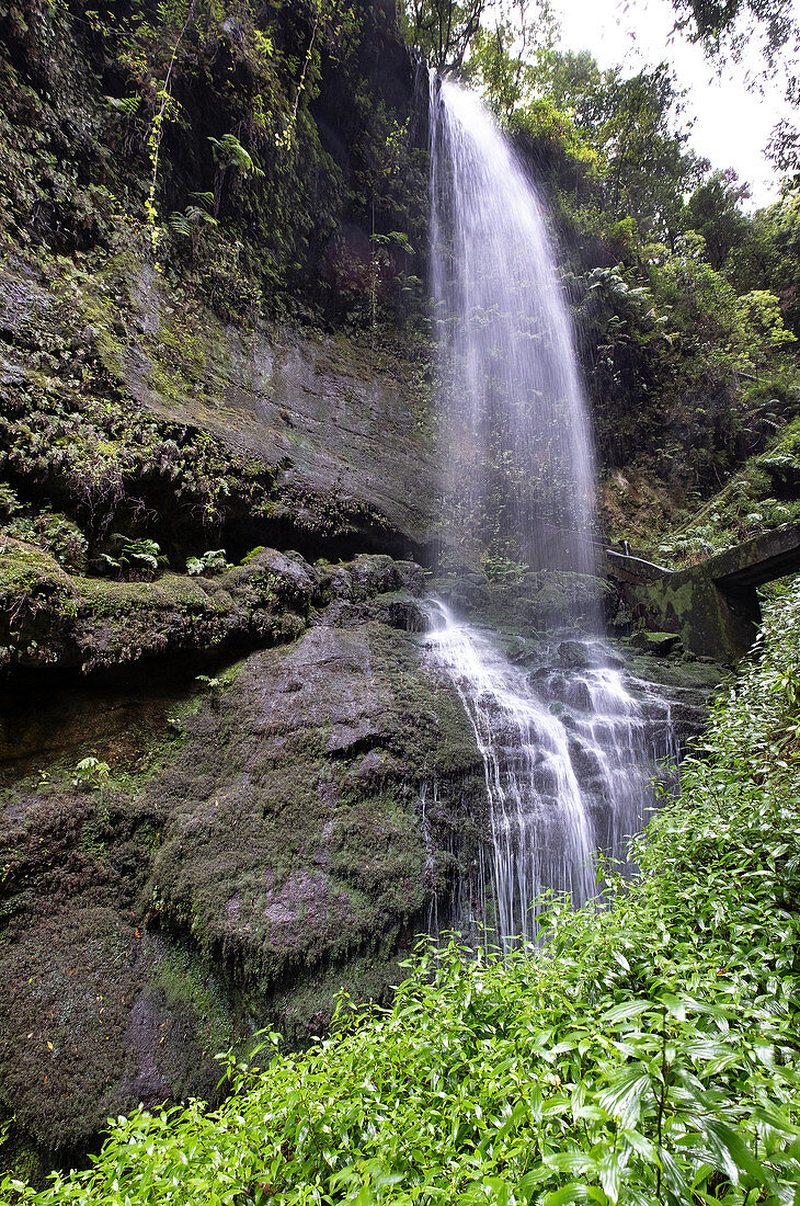 View of the Cascada de los Tilos, waterfall in the gorge from the laurel forest, Barranco del Agua, UNESCO Biosphere Reserve, La Palma, Canary Islands, Spain, Europe