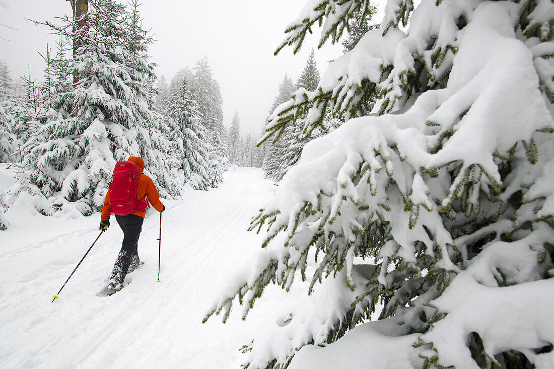 Schneeschuhwanderung im Oberharz, Deutschland