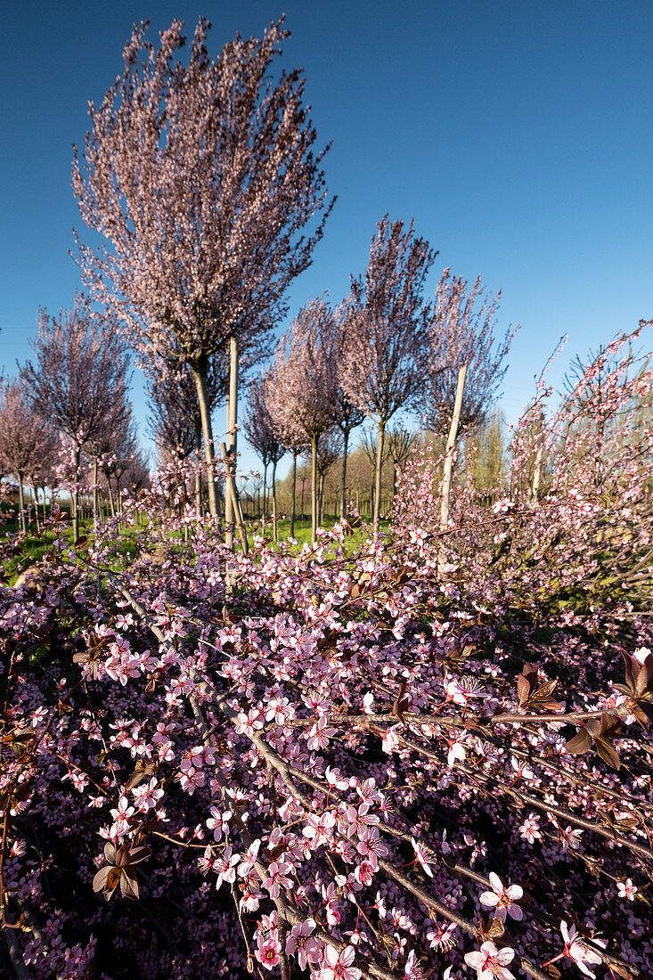 Cherry tree plantation, in the foreground cherry blossom branches, Drizzona, Province of Cremona, Italy, Europe