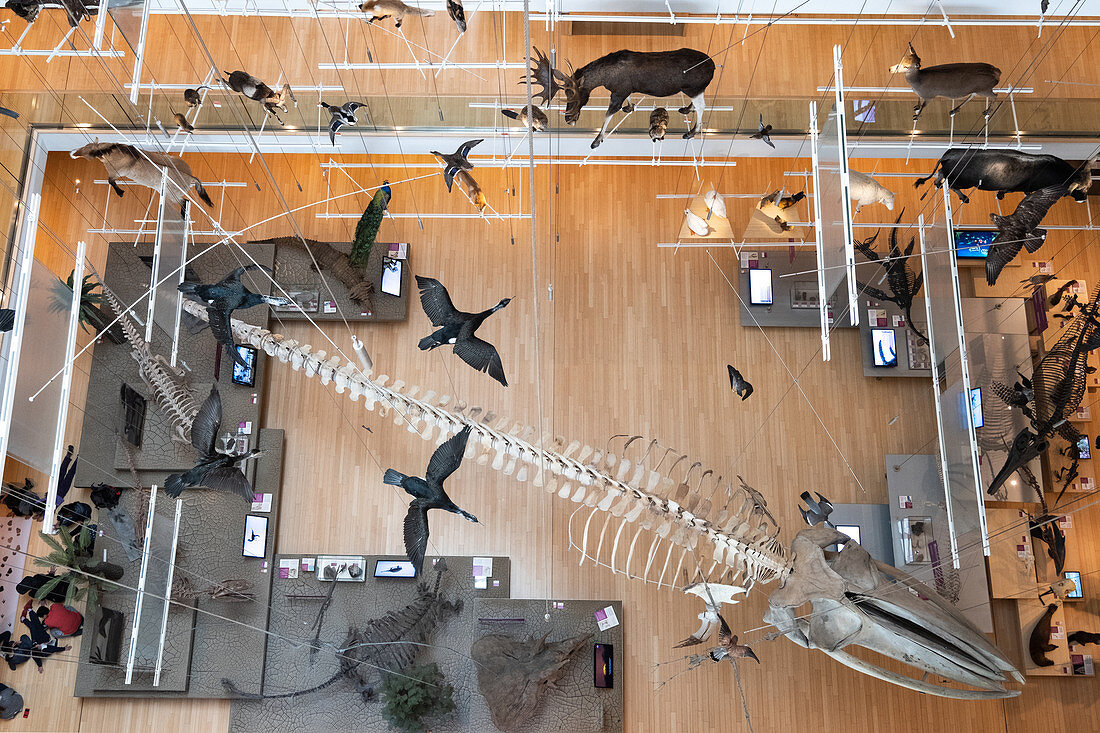 Blick in den Innenraum des Wissenschaftsmuseum MUSE in Trento, Trient, Trentino Alto Adige, Italien, Europa