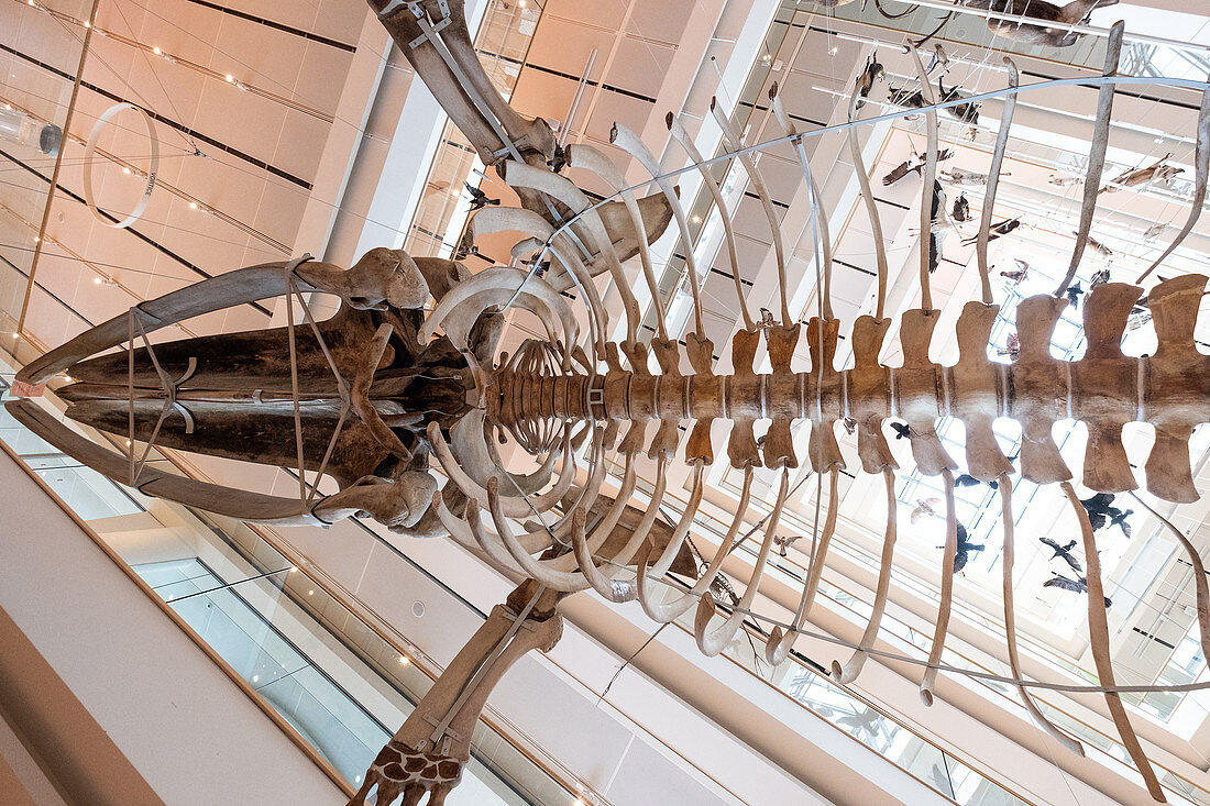 Innenraum des Wissenschaftsmuseum MUSE in Trento, im Vordergrund ein prehistorisches Tier, Trient, Trentino-Alto Adige, Italien, Europa