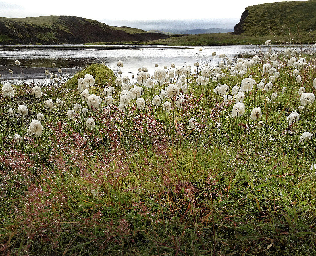 Blick auf Wollgras vor einem See in der Landmannalaugar, Südisland, Island, Europa