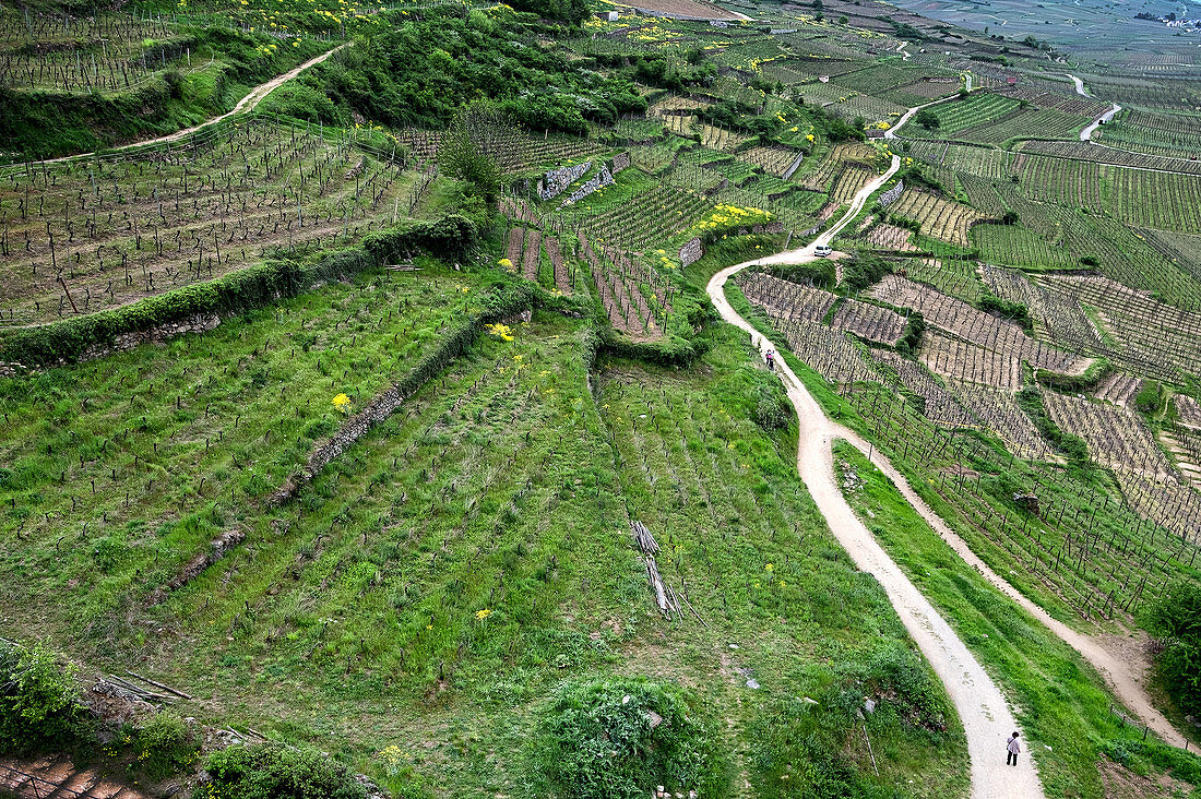 View of the vineyards of Kayserberg, Haut-Rhin, Grand Est, Alsace, France, Europe