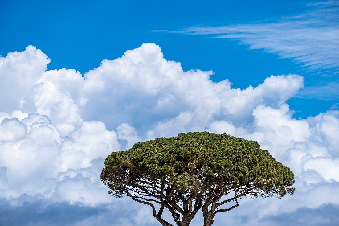 Sybiosis from tree and clouds in Anacapri, Capri Island, Gulf of Naples, Italy