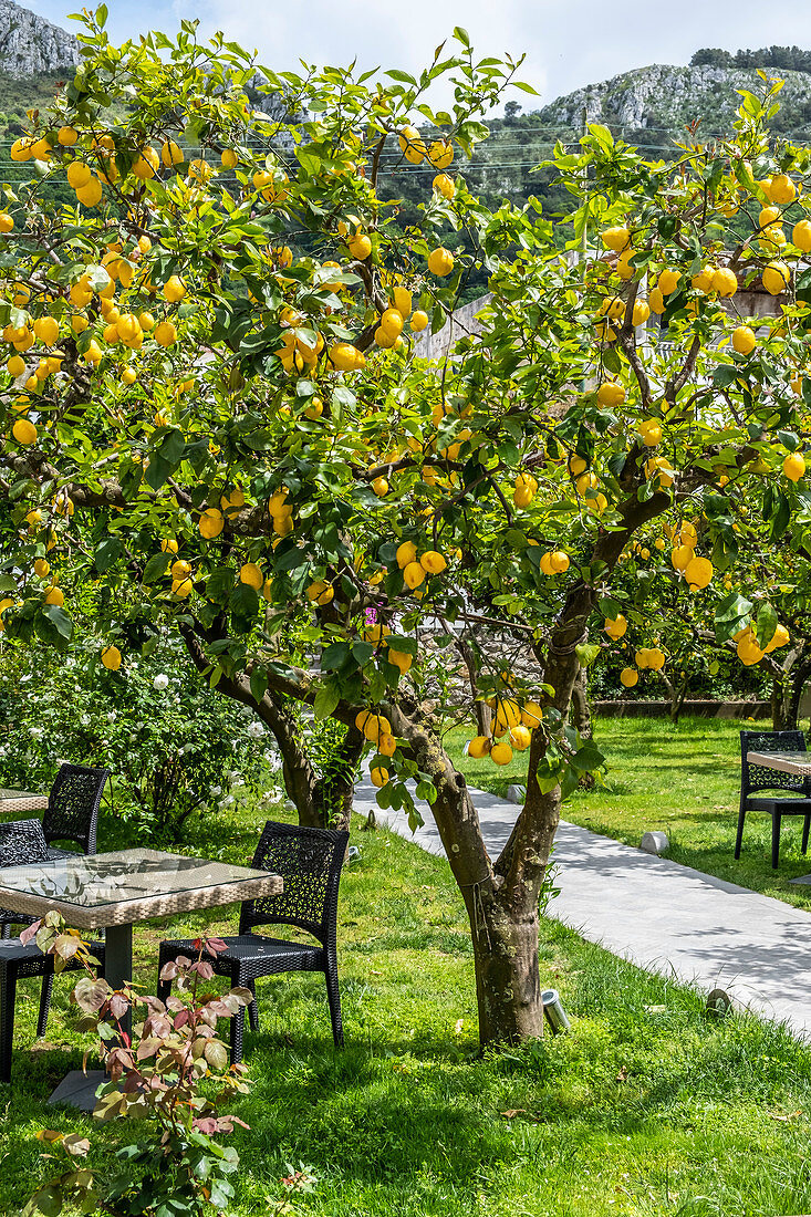 Lime garden at La Zagara restaurant in Anacapri Island of Capri, Gulf of Naples, Italy