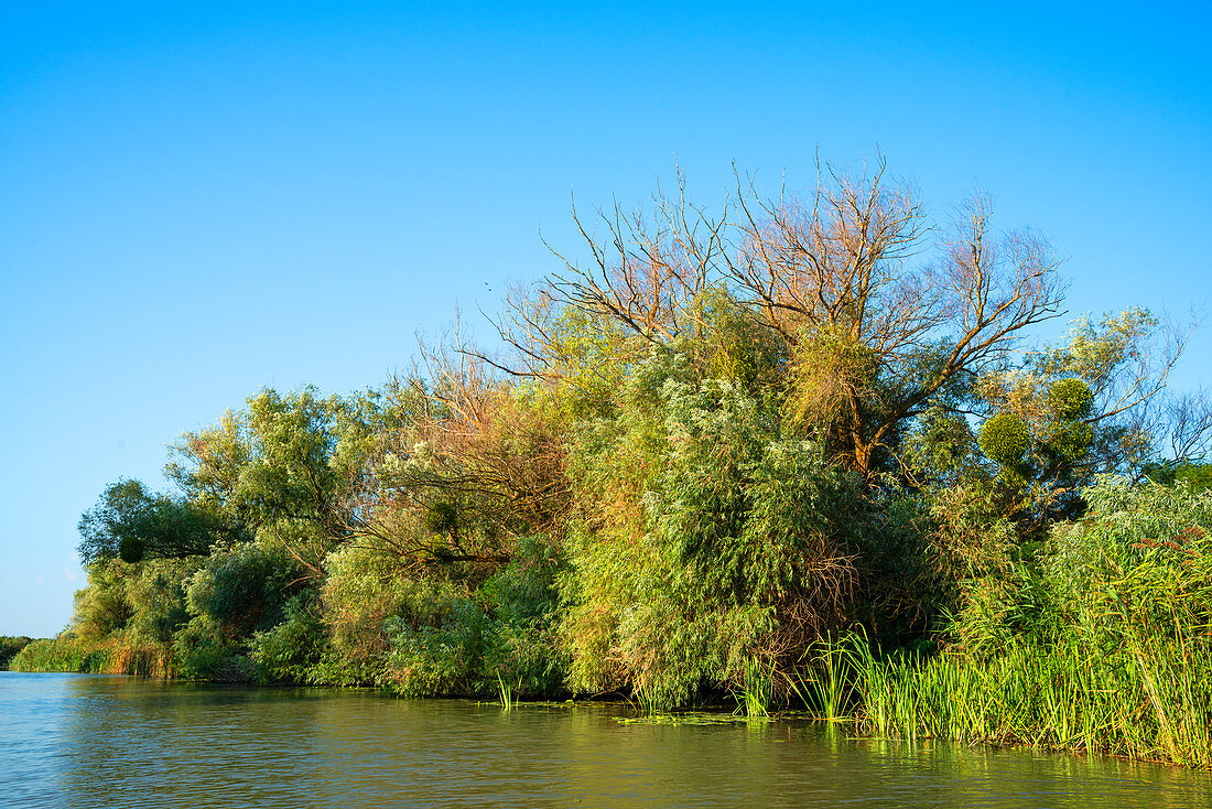 Seitenarm der Donau, Sfantu Gheorghe, Donaudelta, Biosphärenreservat, UNESCO Weltnaturerbe, Dobrudscha, Rumänien