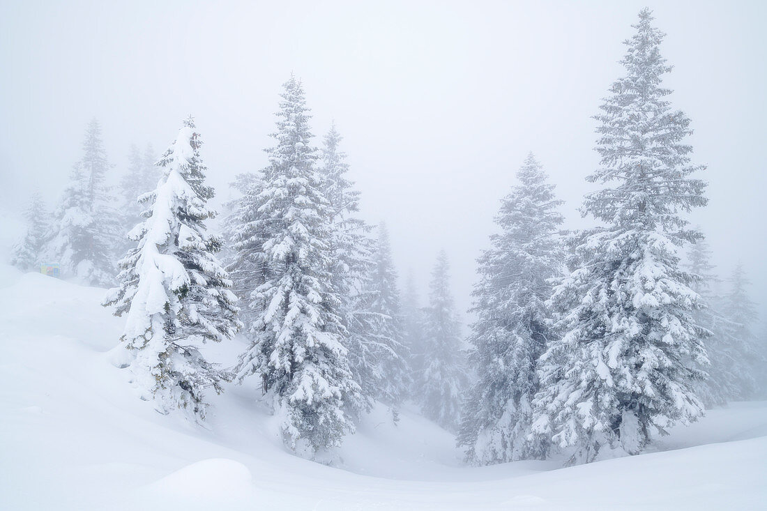 Winterwald im Nebel, Ammergauer Alpen, Schwaben, Bayern, Deutschland