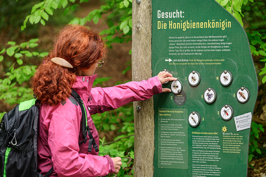Woman hiking stands in front of information board about bees, bee trail Eitdorf, Eitdorf, natural area Sieg, Bergisches Hochland, North Rhine-Westphalia, Germany