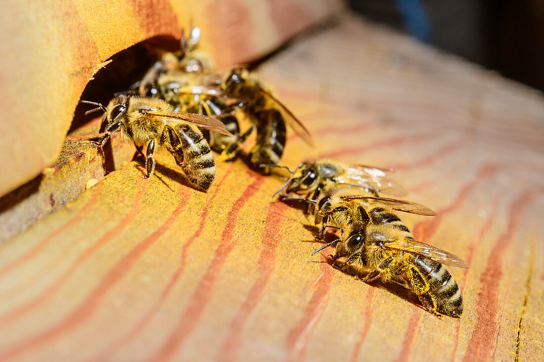 Bienen fliegen in Bienenstock ein, Oberbayern, Bayern, Deutschland