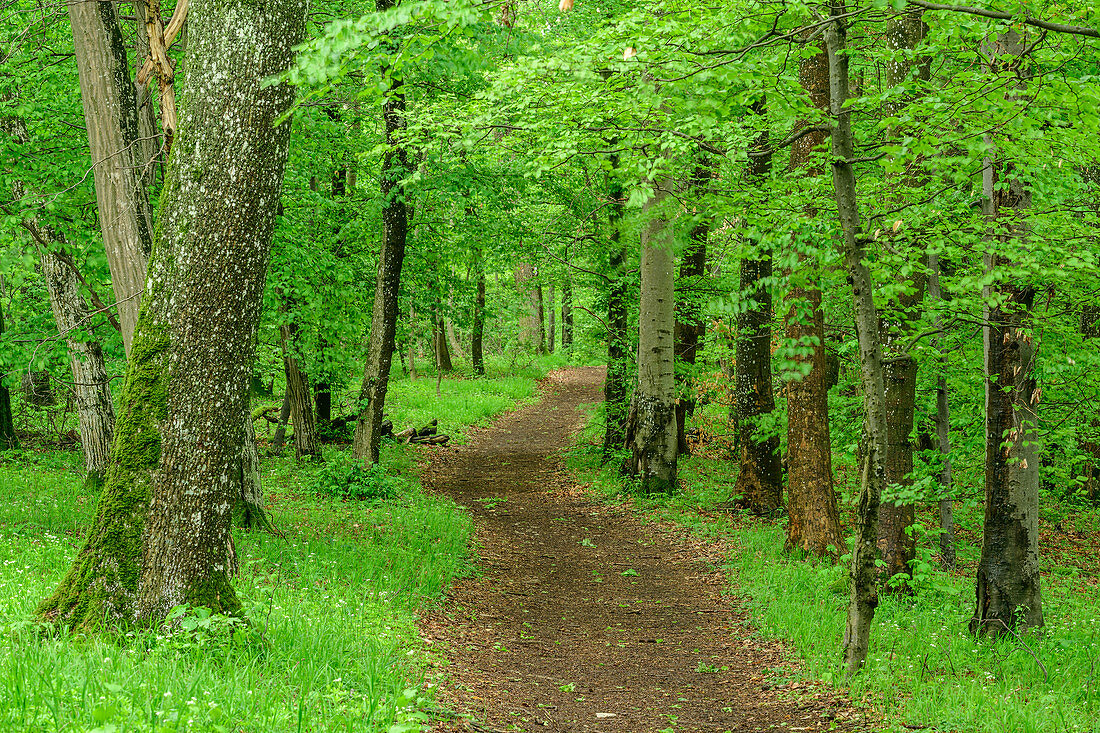 Path leads through deciduous forest, Albtrauf, Swabian Alb, Baden-Württemberg, Germany