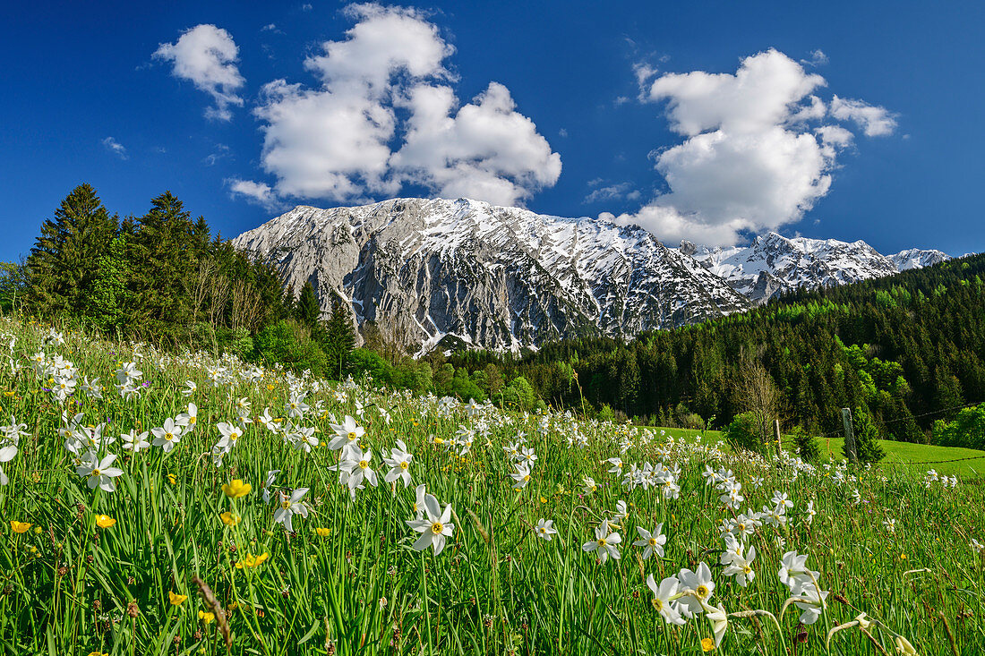 Daffodil meadow with grimming, Grimming, Dachstein Mountains, Upper Austria, Austria