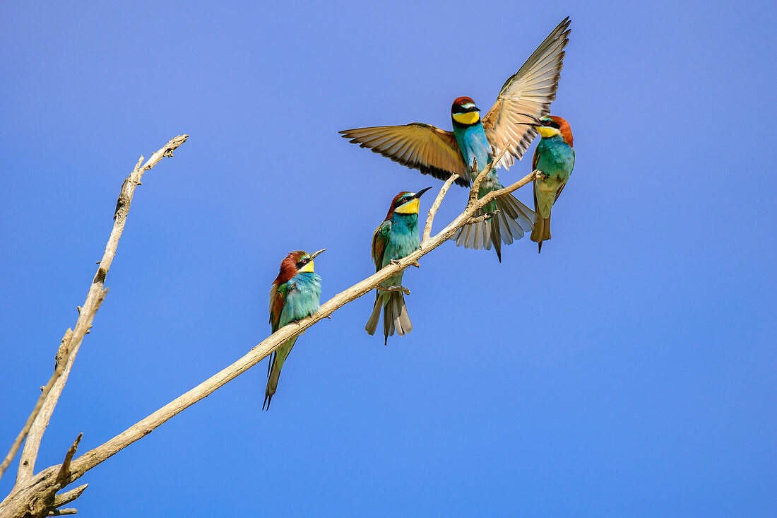 Bee-eater loads on branch at others, Merops apiaster, Lake Neusiedl, Lake Neusiedl National Park, UNESCO World Heritage Lake Neusiedl, Burgenland, Austria