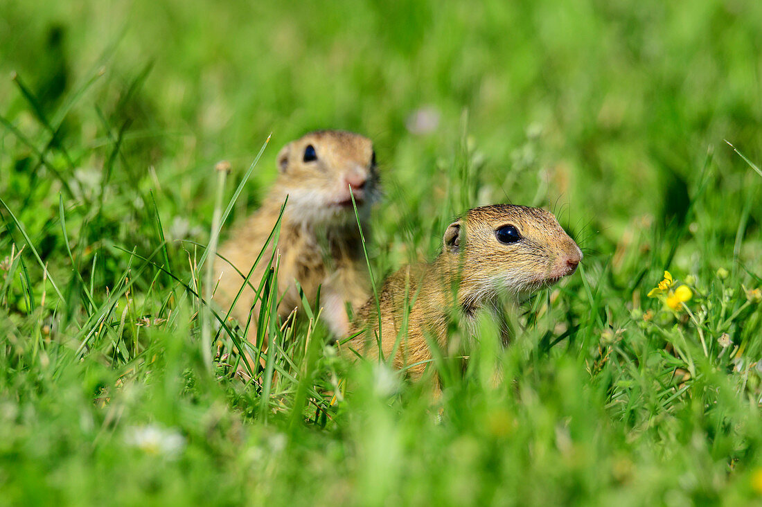 Two young ground squirrels, Spermophilus, Neusiedler See, National Park Neusiedler See, UNESCO World Heritage Neusiedler See, Burgenland, Austria