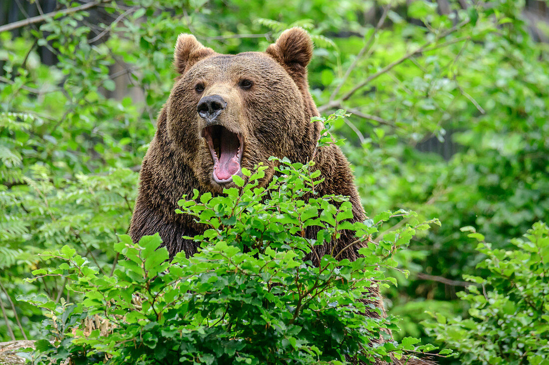 Brown bear yawns, Ursus arctos, Bavarian Forest National Park, Bavarian Forest, Lower Bavaria, Bavaria, Germany
