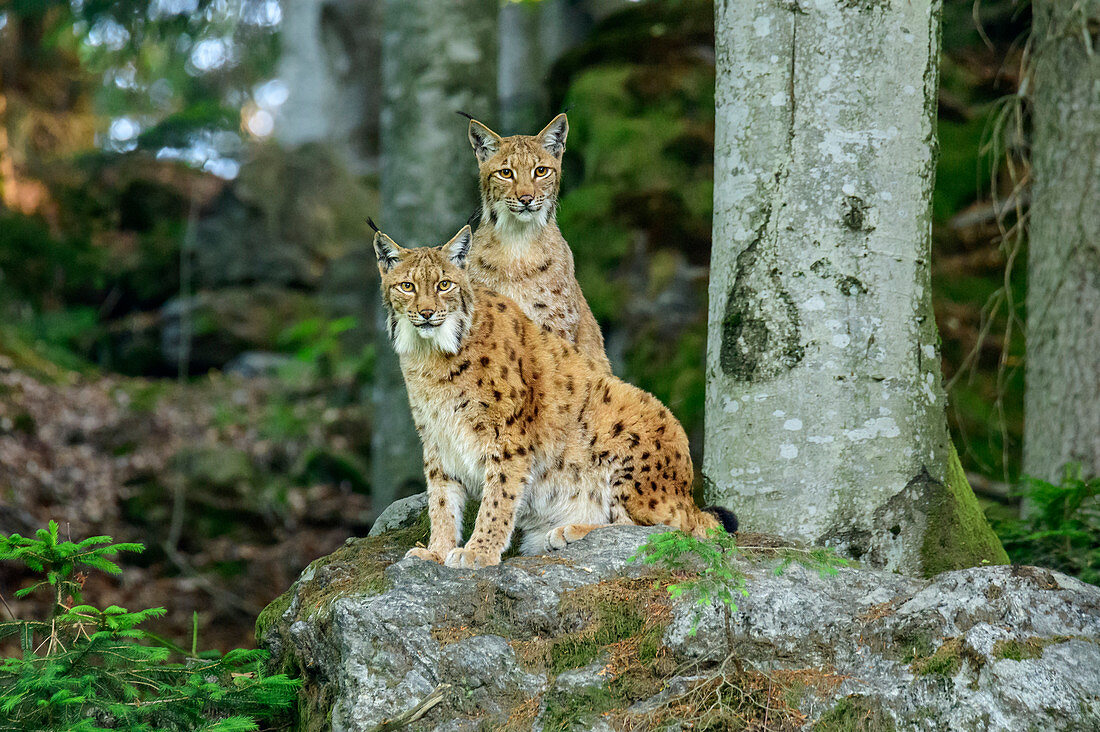 Two lynxes look at viewer, Lynx, Bavarian Forest National Park, Bavarian Forest, Lower Bavaria, Bavaria, Germany