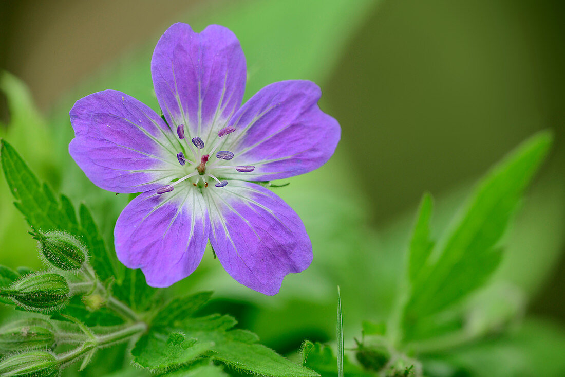 Blossom of a cranesbill, Geranium pratense, Lake Garda Mountains, Trentino, Italy