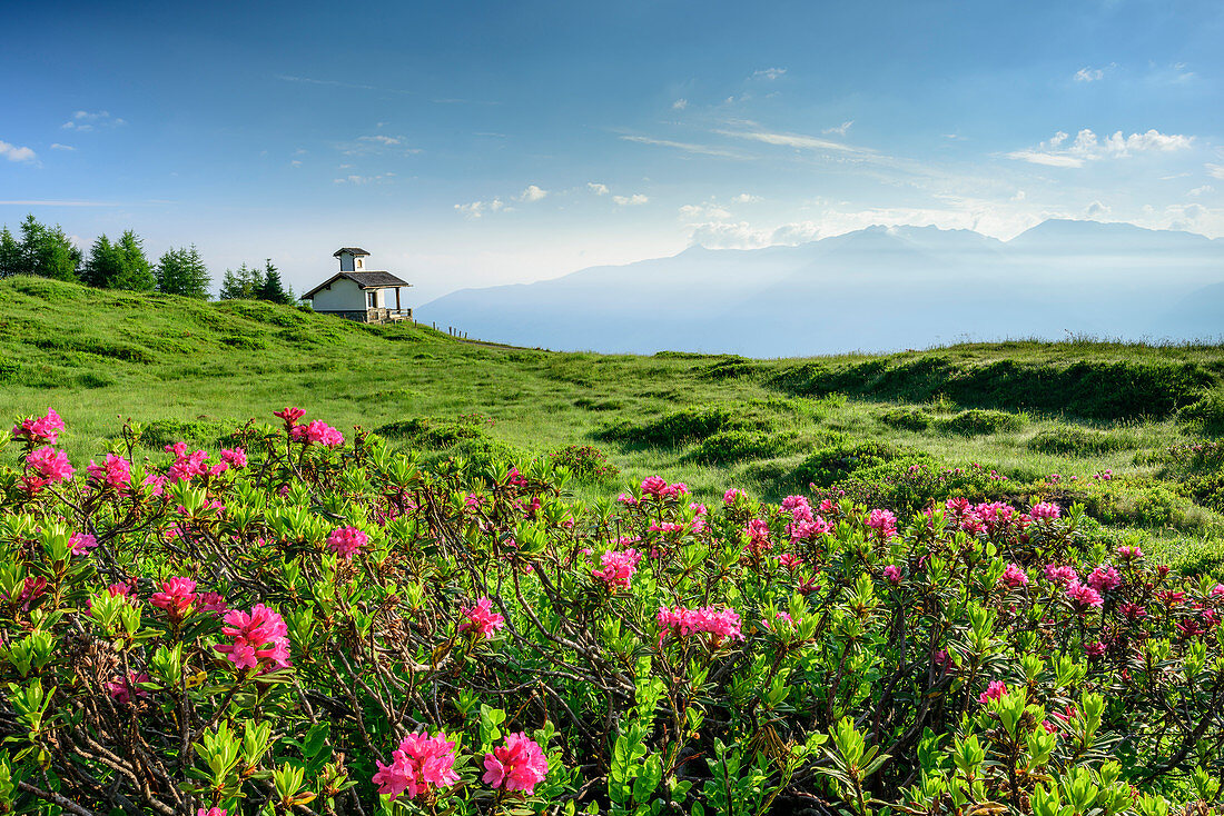 Blooming alpine roses with Hubertus chapel, Zillertal high road, Zillertal, Tux Alps, Tyrol, Austria
