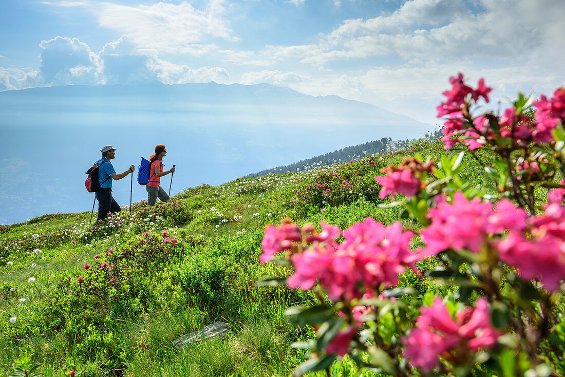 Mann und Frau wandern durch Wiesen mit Alpenrosen und Wollgras, Zillertaler Höhenstraße, Zillertal, Tuxer Alpen, Tirol, Österreich