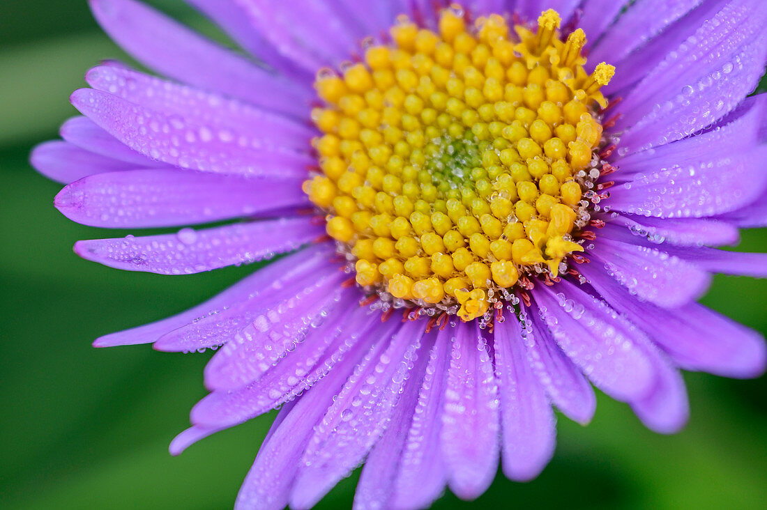 Lilafarbene Blüte einer Bergaster, Aster amellus, Vette Grandi, Rifugio Dal Piaz, Feltre, Nationalpark Belluneser Dolomiten, Dolomiten, UNESCO Welterbe Dolomiten, Venetien, Italien