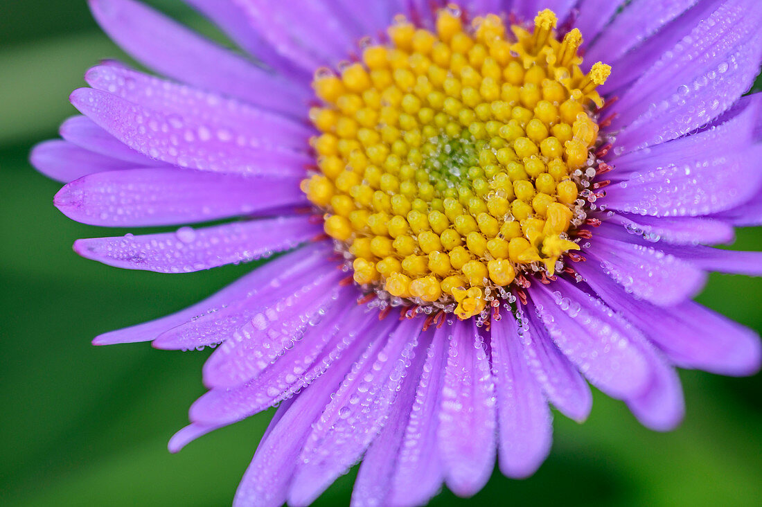 Purple flower of a mountain aster, Aster amellus, Vette Grandi, Rifugio Dal Piaz, Feltre, Bellunesian National Park, Dolomites, Dolomites, UNESCO World Heritage Dolomites, Veneto, Italy