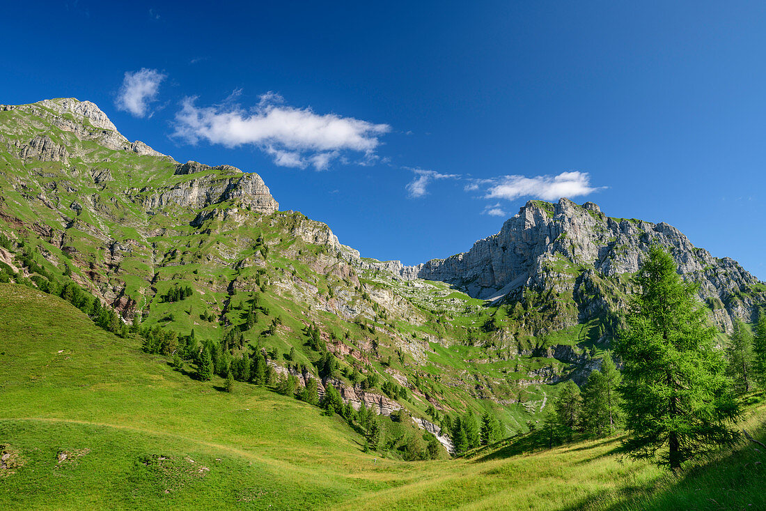 Almwiesen vor Monte Talvena, Anello della Val Vescova, Schiara, Nationalpark Belluneser Dolomiten, Dolomiten, UNESCO Welterbe Dolomiten, Venetien, Italien