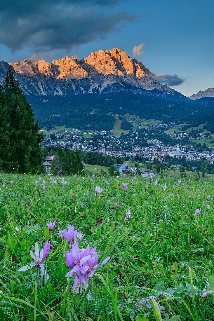 Meadow with blooming autumn timeless in front of Cortina d´Ampezzo and Cristallo group in the alpenglow, Cortina d´Ampezzo, Dolomites, UNESCO World Heritage Dolomites, Veneto, Italy
