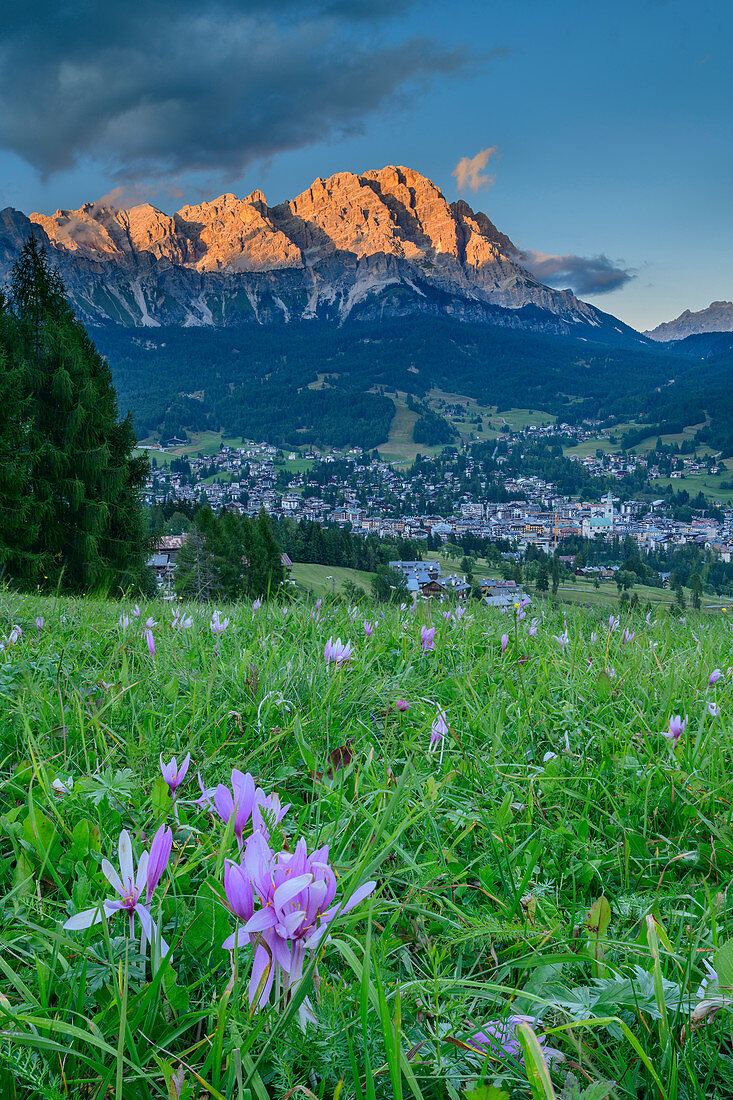 Wiese mit blühenden Herbstzeitlosen vor Cortina d´Ampezzo und Cristallogruppe im Alpenglühen, Cortina d´Ampezzo, Dolomiten, UNESCO Welterbe Dolomiten, Venetien, Italien