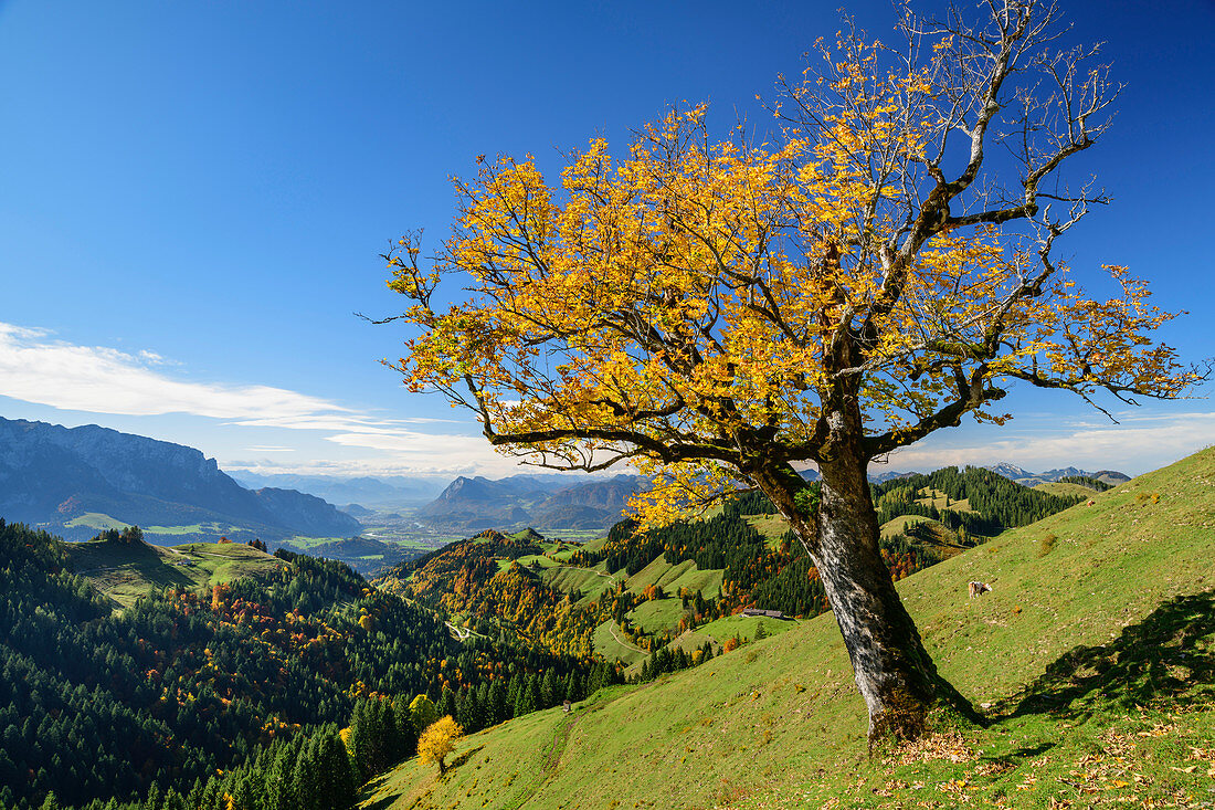 Maple in autumn leaves with Inntal in the background, Wandberg, Chiemgau Alps, Tyrol, Austria