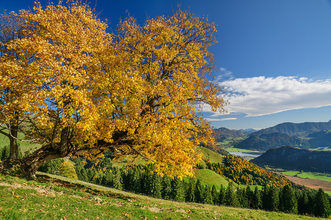 Maple in autumn leaves with Chiemgau Alps in the background, Wandberg, Chiemgau Alps, Tyrol, Austria