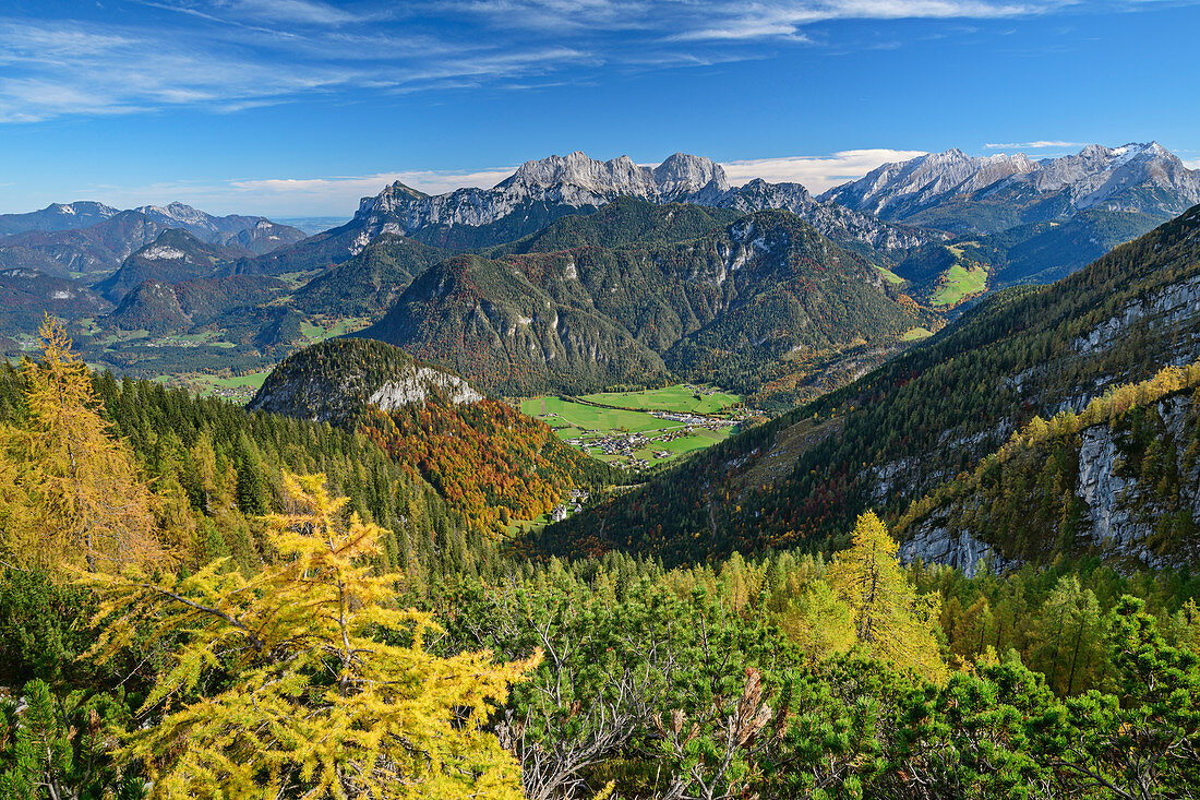 Autumn larches with a deep view of Saalachtal, Berchtesgaden Alps with Reiteralpe and Hochkalter in the background, Ochsenhorn, Loferer Steinberge, Salzburg, Austria