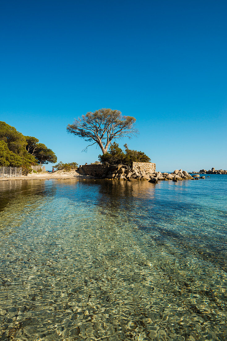 Strand und Pinien, Palombaggia, Porto Vecchio, Département Corse-du-Sud, Korsika, Frankreich