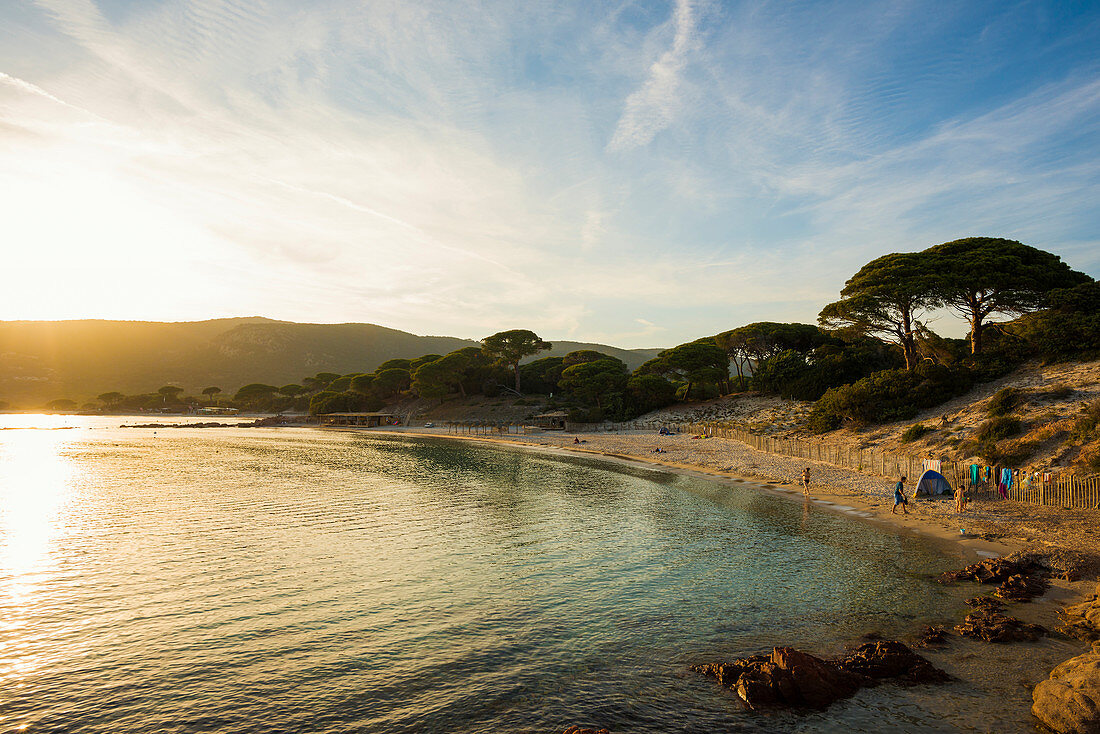 Beach and pine trees, Palombaggia, Porto Vecchio, Corse-du-Sud, Corsica, France