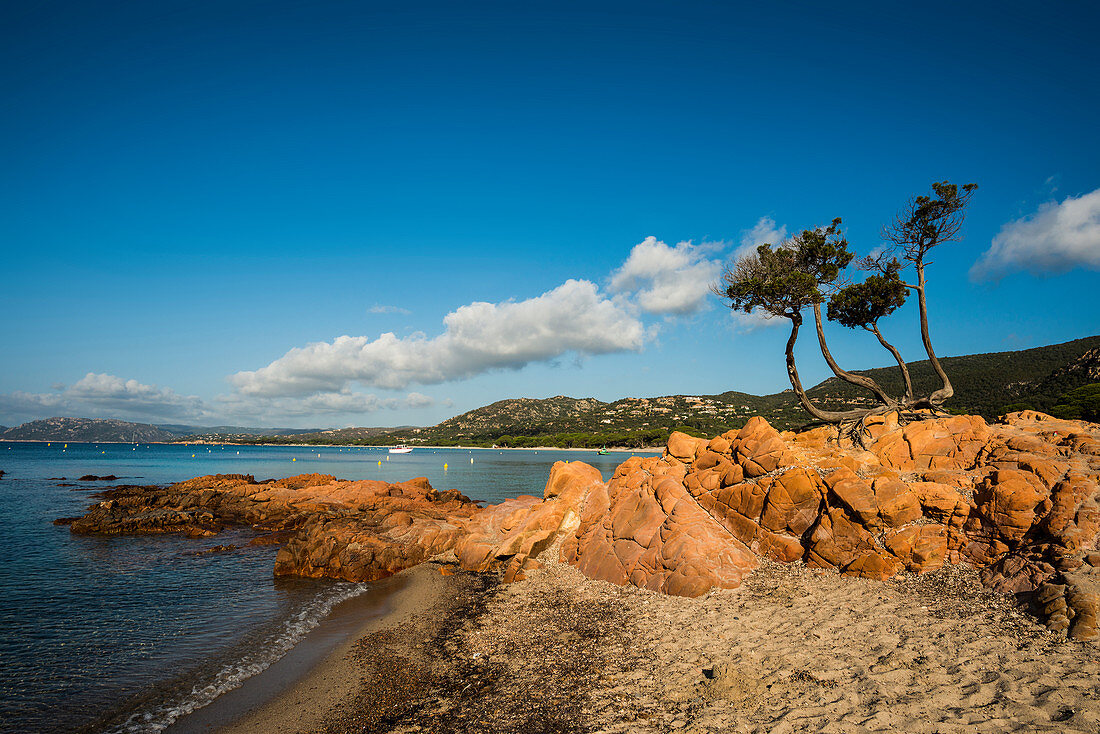 Beach and pine trees, Palombaggia, Porto Vecchio, Corse-du-Sud, Corsica, France