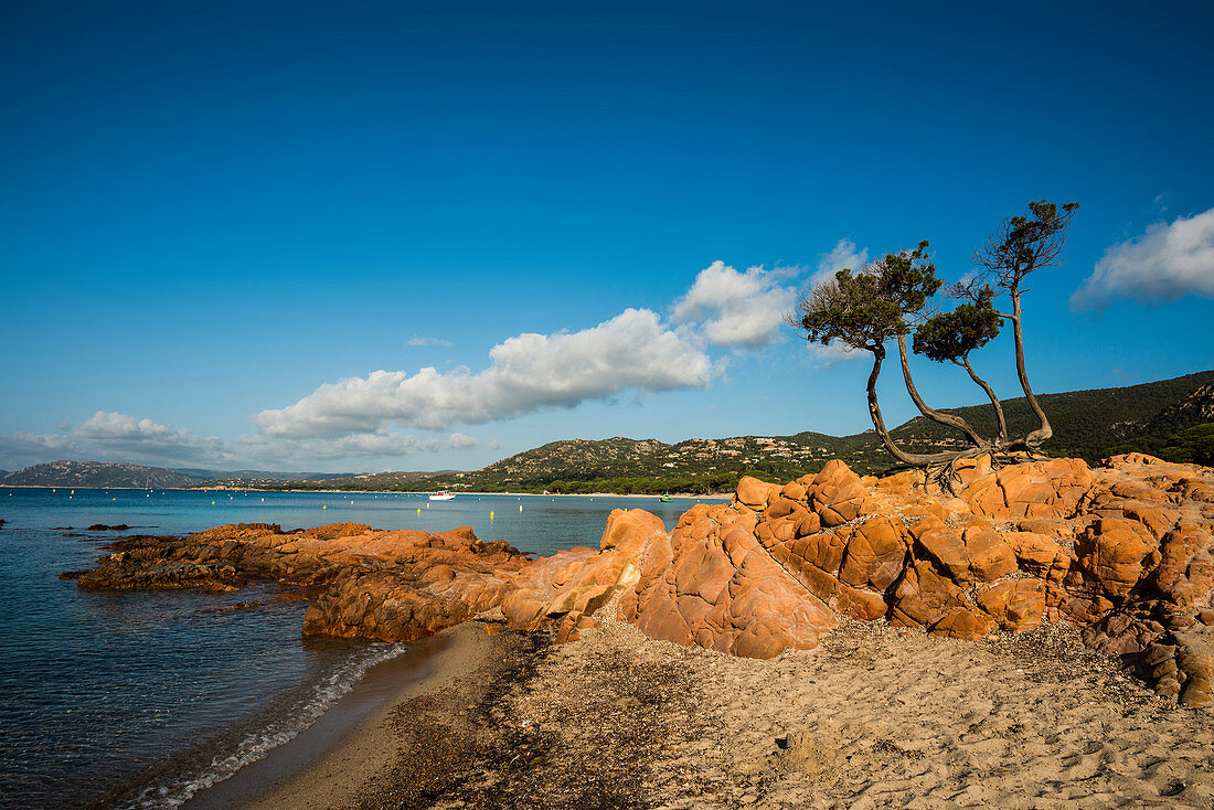 Strand und Pinien, Palombaggia, Porto Vecchio, Département Corse-du-Sud, Korsika, Frankreich