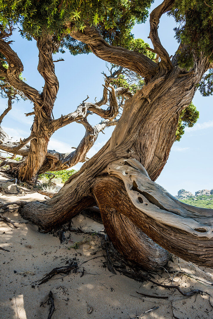 Uralter Phönizische Wacholder (Juniperus phoenicea) am Strand, Roccapina, bei Sartène, Département Corse-du-Sud, Korsika, Frankreich