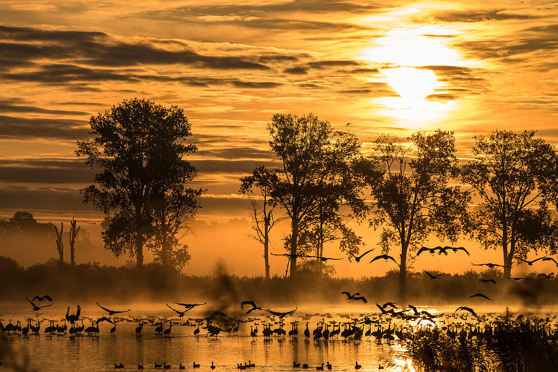 Flying cranes and wild geese at their sleeping place in a pond with sunrise, red sky and red water reflection, Germany, Brandenburg, Neuruppin