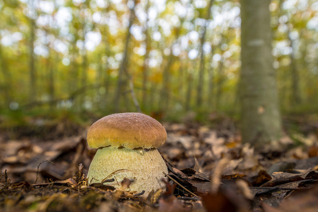 Small, closed boletus in the deciduous forest of Buchenhain from a low angle perspective, Germany, Brandenburg, Spreewald