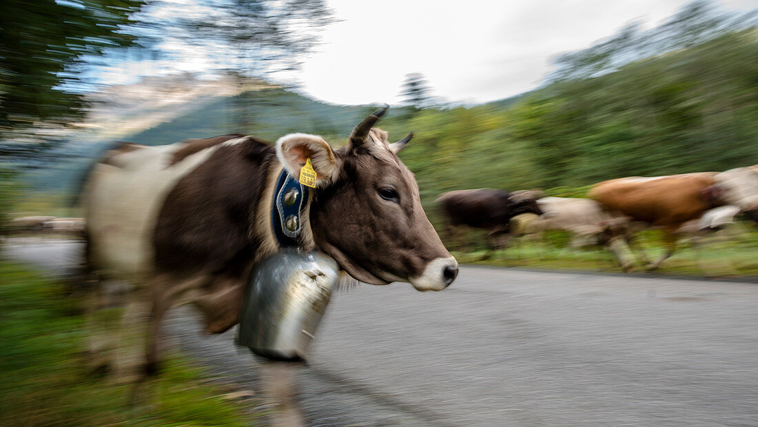 Cows run in the herd with cowbells from the mountains over streets and passes, Germany, Bavaria, Oberallgäu, Oberstdorf