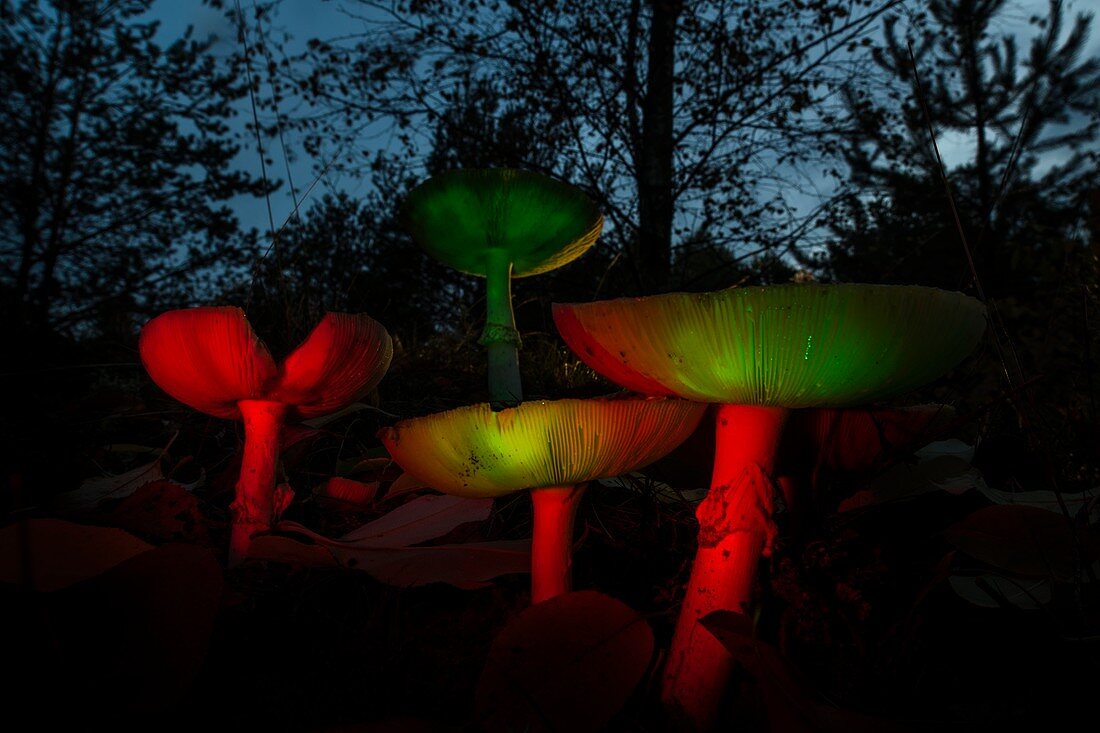 Bei Nacht leuchtende Schirmpilze im Mischwald aus der Froschperspektive, Deutschland, Brandenburg, Spreewald