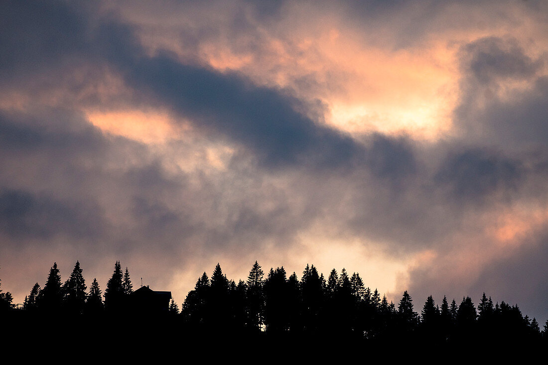 Baum Silhouetten eines Nadelwaldes mit dramatischen Farbspielen und Wolken-Formationen am Himmel während des Sonnenuntergang, Deutschland, Bayern, Oberstdorf