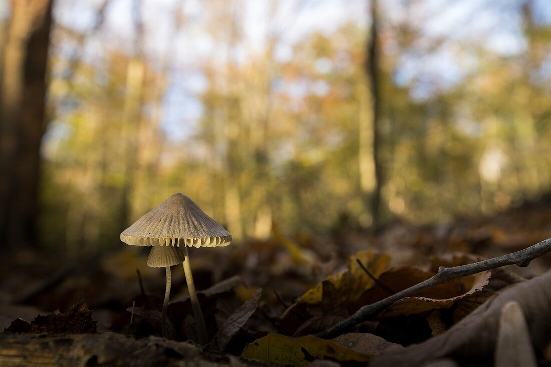 Small mushrooms in the autumnal deciduous beech grove in sunset from a low angle perspective, Germany, Brandenburg, Spreewald