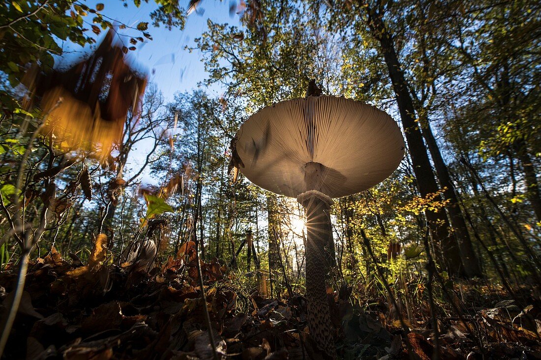 Umbrella mushroom in autumnal deciduous forest beech grove in sunset from a low angle perspective, Germany, Brandenburg, Spreewald