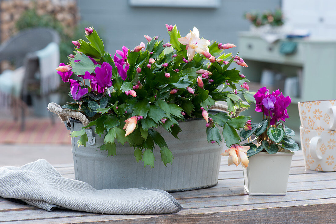 Christmas cactus 'Gold Charm' and cyclamen