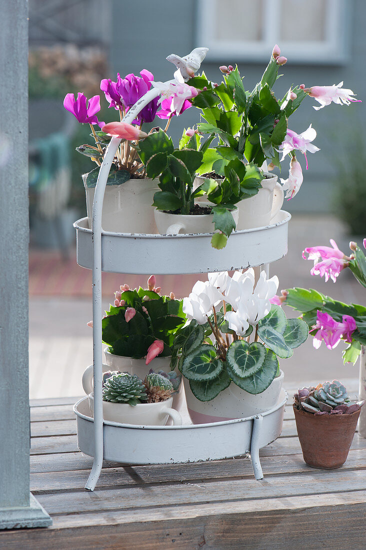 Etagere with cyclamen, Christmas cactus and echeveria