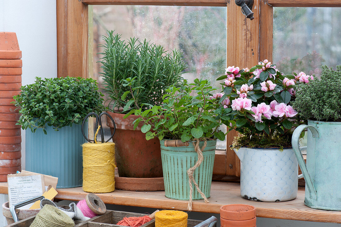 Kitchen herbs on the window: oregano, rosemary, peppermint, thyme and room azalea