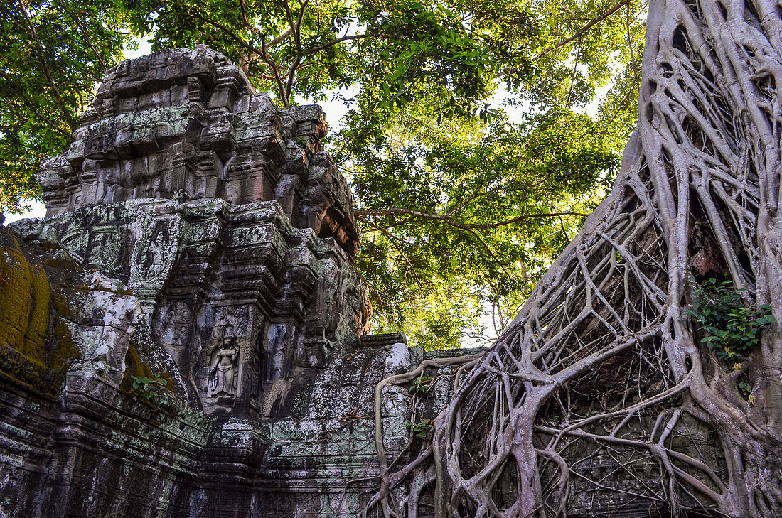 Ankor Wat, ein historischer Khmer-Tempel aus dem 12. Jahrhundert und UNESCO-Weltkulturerbe, Bögen und geschnitzter Stein mit großen Wurzeln breiten sich über das Mauerwerk