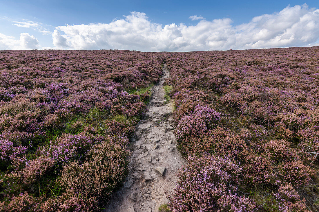 A footpath across the high moors of the Peak District National Park. Purple flowering heather.