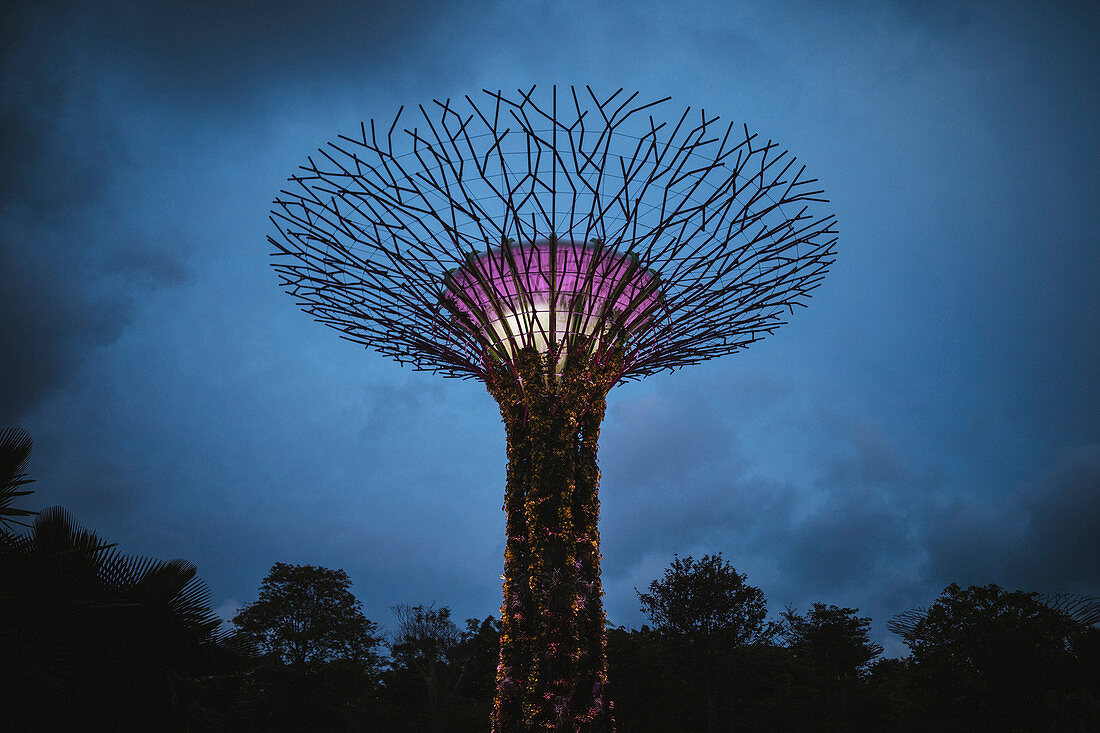 Low angle view of futuristic Supertree Grove at Gardens by the Bay in Singapore in the evening.