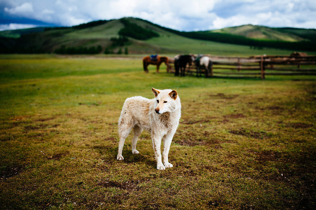 White guard dog standing on an open plains, small paddock with horses and hills in background.
